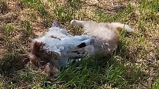 Гарфилд и Шейди ♡ #cat #cats #catvideos #kitty #cutecat #funny #life