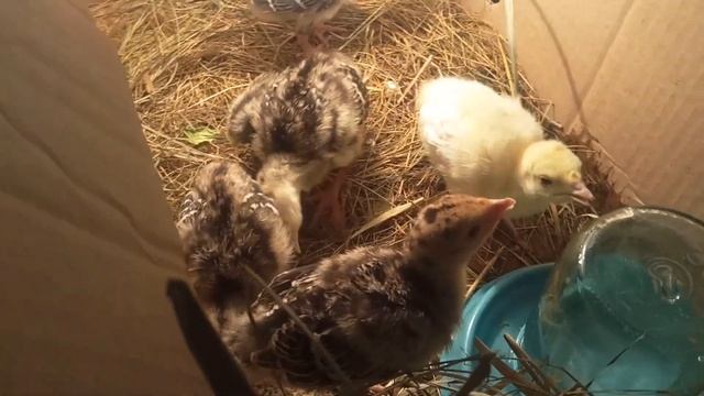 Индюшата Первые проблемы.Болезнь.Лечим глаза у индюшек. смотреть онлайн