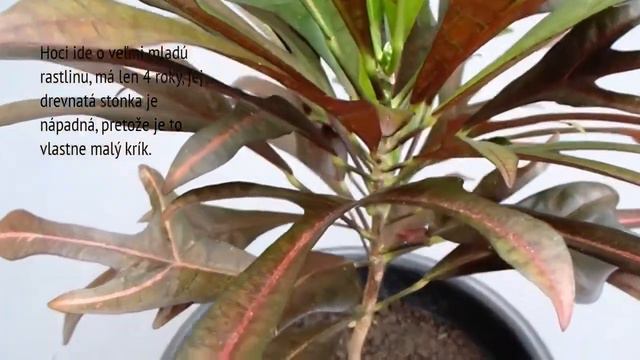Nepravidelne tvarovaný dlhý list Croton - dekoratívne lístie смотреть онлайн