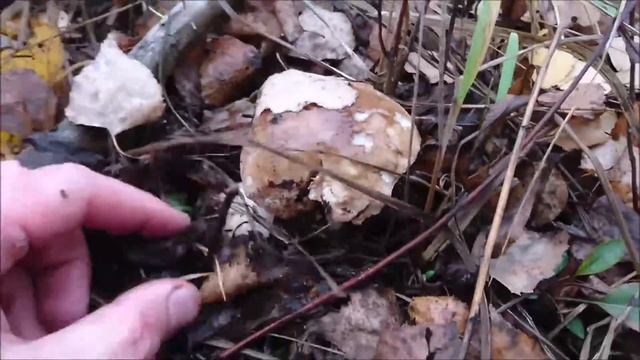 Грибы белые Харьковская область смотреть онлайн