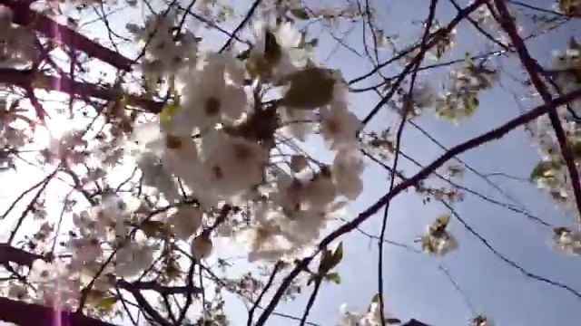 Весна. Цветёт вишневый сад. Прекрасный вишни белый цвет! смотреть онлайн