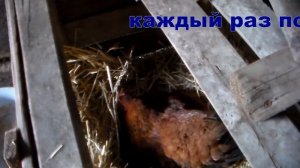 Квочка села на яйца прямо в гнезде для несушек ,пришлось пересадить в ящик .