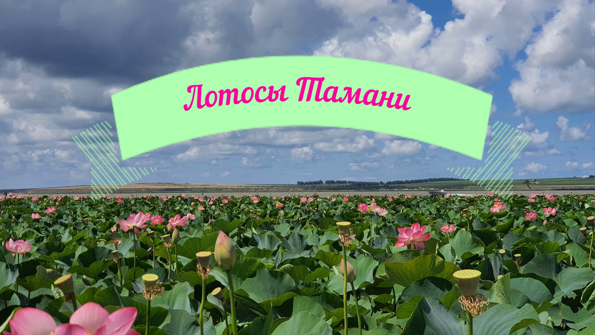 Лотосы Тамани смотреть онлайн