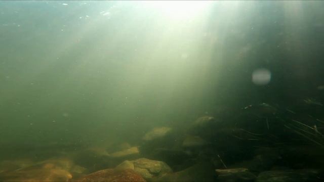 Сплав по реке полной горбуши, Кольский полуостров.