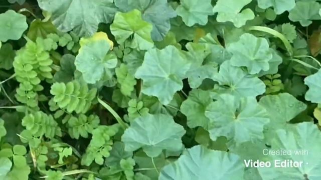 Malva pusilla or Malva rotundifolia herbal plant смотреть онлайн