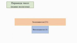 Тема 40. Экологические пирамиды. Правило Линдемана