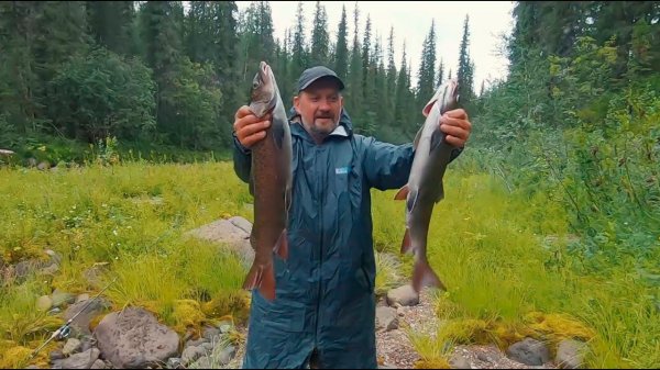 Ленки таёжной микроречки