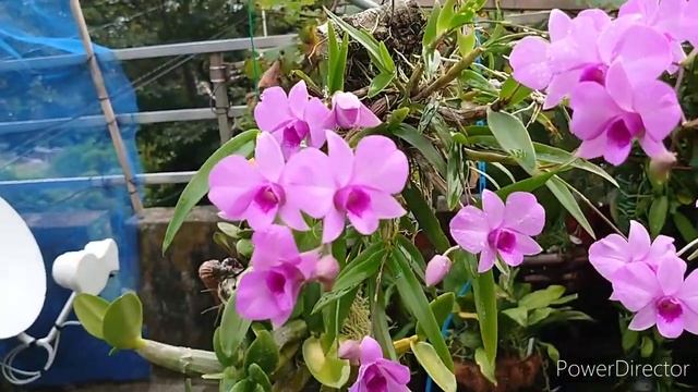 Dendrobium bigibbum var.compactum ? смотреть онлайн
