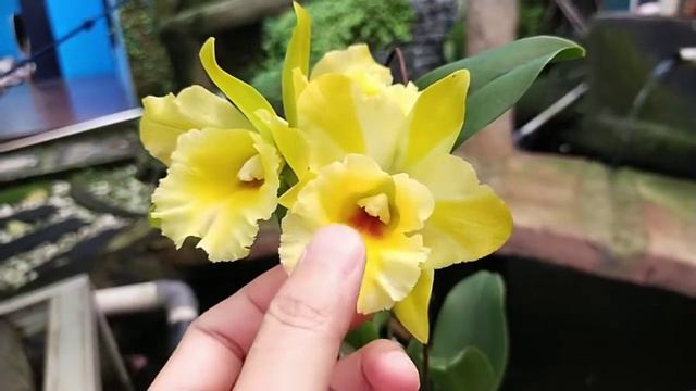 Cattleya Nell Hammer