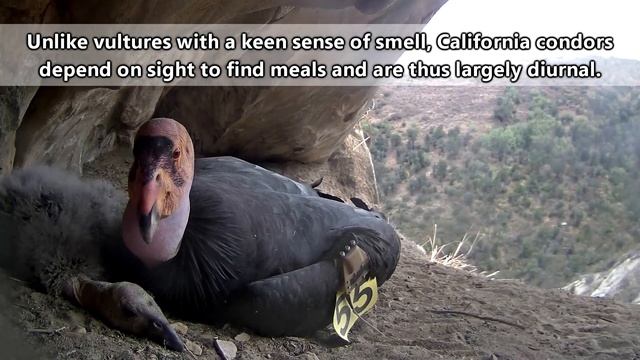 California Condor Facts: RAREST BIRD In AMERICA | Animal Fact Files