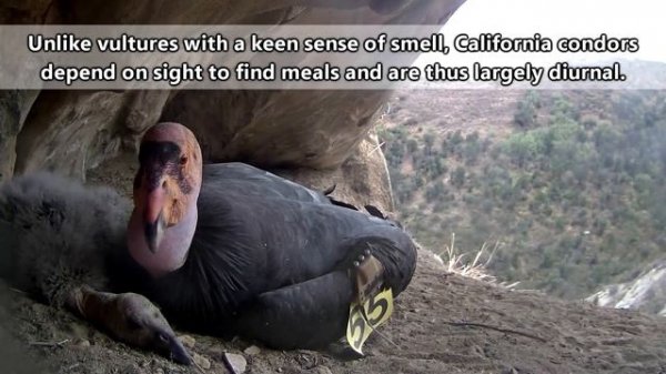 California Condor Facts: RAREST BIRD in AMERICA | Animal Fact Files
