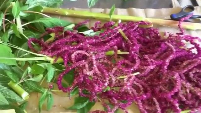 АМАРАНТ - цветок молодости / сбор урожая/ смотреть онлайн