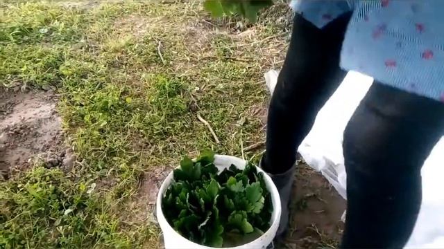 Садим отводки жимолости и крыжовника смотреть онлайн