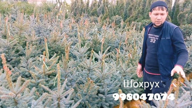Декоративная. Арча. смотреть онлайн
