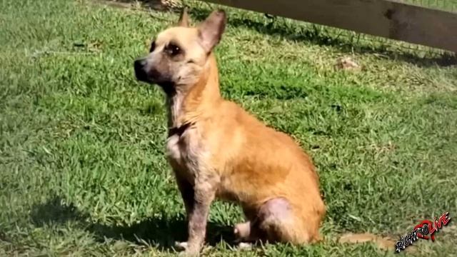 Хозяин бросил умирающего малыша, его облепили мухи и он не надеялся на спасение! смотреть онлайн