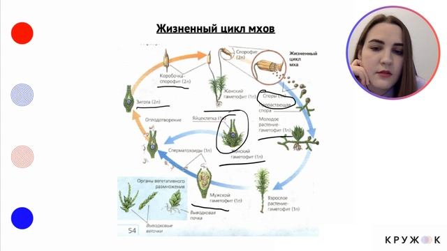 Жизненный цикл растений | Кружок смотреть онлайн