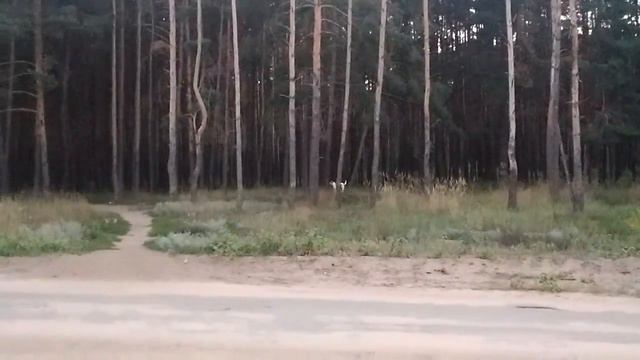 Собаки достали смотреть онлайн