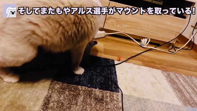 【猫同士のプロレス】そろそろ１歳のロシアンブルーとラグドールの体格差も昔ほどでは無くなりました。これまでのにゃんプロの振り返り！ラグドール日記〜代筆ロシアンブルー〜　第80話『アルバブとにゃんプロ』 смотреть онлайн