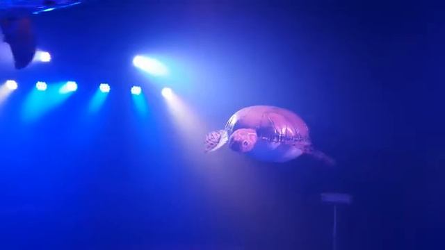 Flying Sea Turtle, special effect with helium inside смотреть онлайн