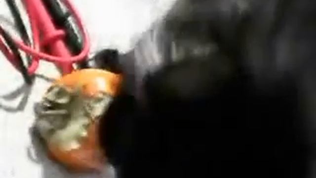 My cat eats persimmon (BR886A-video series).avi смотреть онлайн