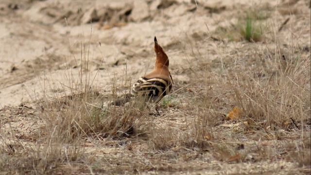 598. Dudek chocholatý, Eurasian Hoopoe, Wiedehopf, Huppe fasciée, Удод, Dudek смотреть онлайн