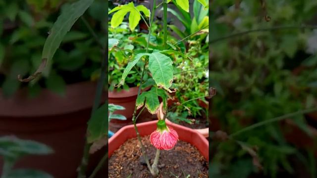 lantern plants / Abutilon pictum/ winter cherry/ Chinese lantern plant care смотреть онлайн