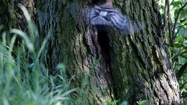 Dudek ptak, Eurasian Hoopoe, Wiedehopf, głos dudka, dziupla dudka, każdy dudek ma swój czubek turku смотреть онлайн