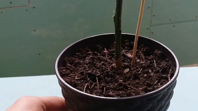 Лимон мейера + удобрение