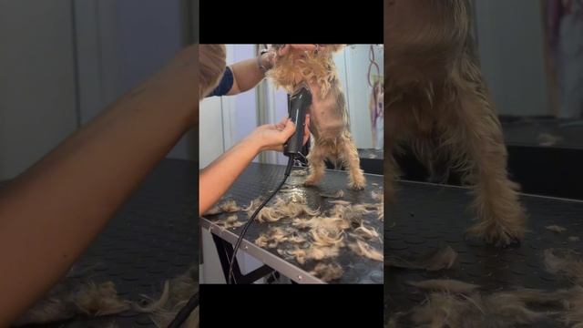 Груминг Йорка) #dog #груминг #йорк