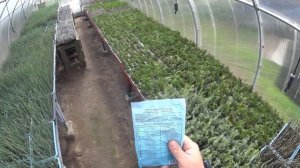 Фитоспорин - защита укореняемых черенков декоративных растений от грибковых заболеваний.