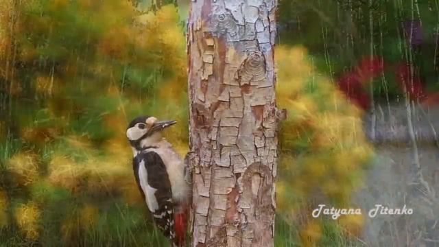 Подари мне, Осень, капельку дождя Give me, Autumn, a drop of rain смотреть онлайн