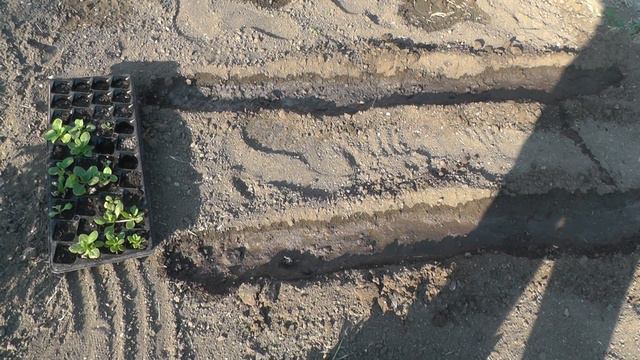 Петуния выращивание рассады из семян от А до Я | От семечки до цветка за 15 минут