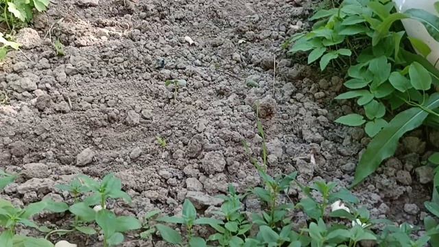 Дача 18 июня смотреть онлайн