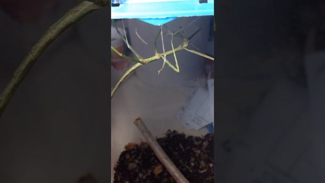 Палочник пожирает свою шкурку после линьки смотреть онлайн