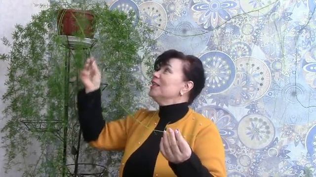 Аспарагус . Мифы и легенды..#аспарагус #комнатныерастения #спаржа #asparagus смотреть онлайн