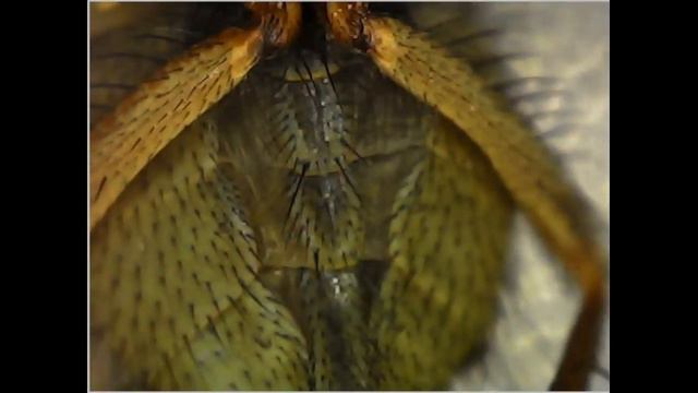 what does an enlarged fly look like(как выглядит увеличенная муха) смотреть онлайн
