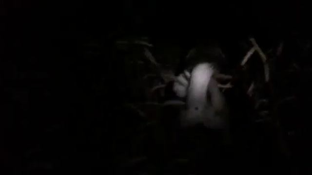 Охота на барсука с лайками.Снова взяли барсучка. смотреть онлайн