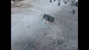 Как поймать голубя