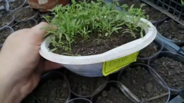 Биденс из семян?! Взошел!!!