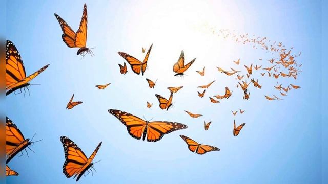 Невероятные насекомые-путешественники смотреть онлайн