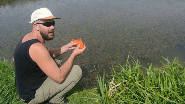 Золотая рыбка, 3 мая, 2016 смотреть онлайн