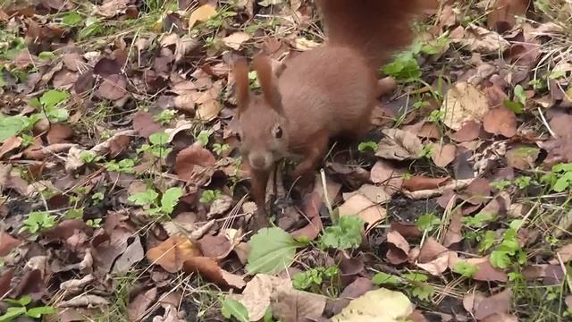 Red Squirrel - Eichhörnchen Frisst Aus Der Hand (Sciurus Vulgaris)