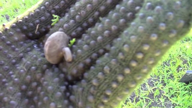 В поисках монет и золота - летний день. смотреть онлайн