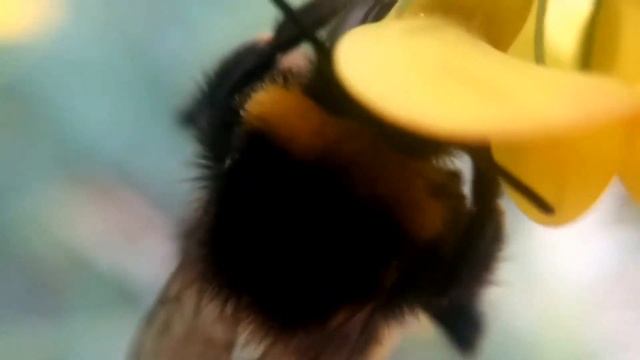 Мой мохнатый  шмель ...