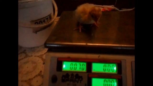 Экспериментальное индюшиное яйцо, как прошла инкубация смотреть онлайн