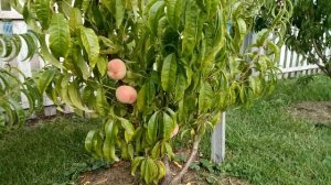 Персик в средней полосе без укрытия. Возможно?