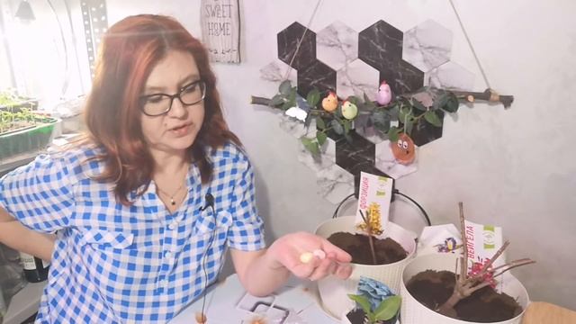 Покупки из Fix Price к светлому празднику Пасхе. Покупка кустарников.