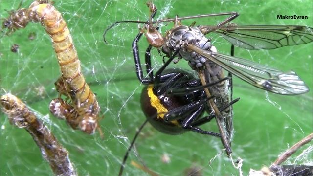 Örümcek korkusu olan izlemesin (Steatoda Paykulliana) Yalancı karadul смотреть онлайн