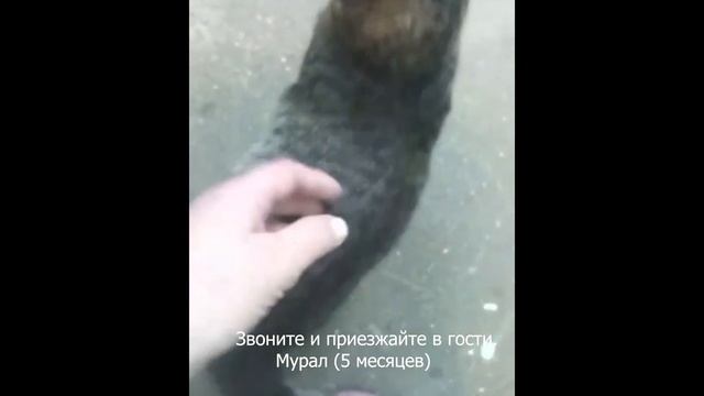 Мурал ищет дом. Котёнку 5 месяцев. Мурал здоров, привит, обработан от паразитов. смотреть онлайн