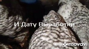 Мясокостная мука для кур и уток . Не доверяю мясокостной муке, а Вы?